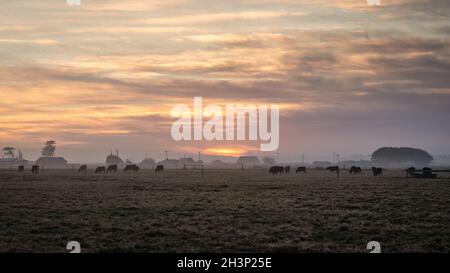 Sonnenuntergang im ländlichen Kalifornien mit Barns, Humboldt, Kalifornien Stockfoto