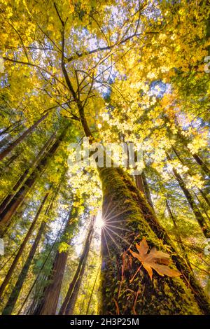 Ahornbaum in einem Redwood Forest Stockfoto