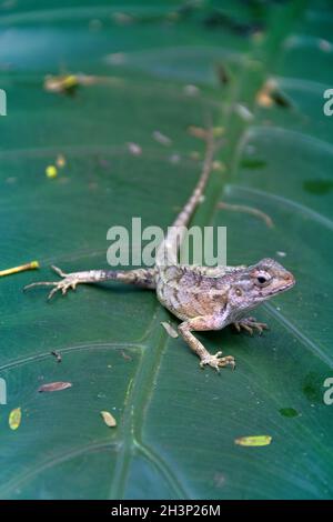 Indischer Blutsauger Stockfoto