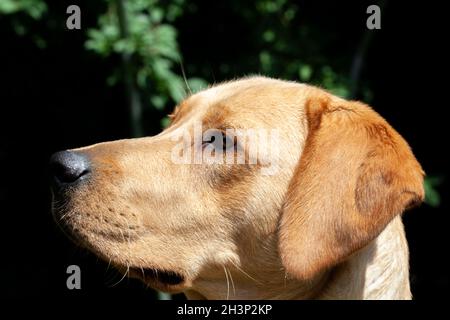 Portrait von Labrador Retriever, der etwas aus der Nähe auf dem Gesicht betrachtet. Stockfoto