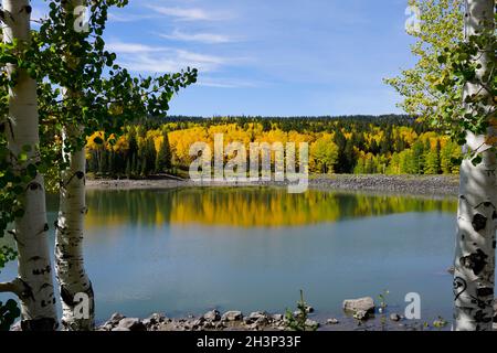 Fall colors in Grand Mesa National Forest with aspens reflecting in a lake Stockfoto