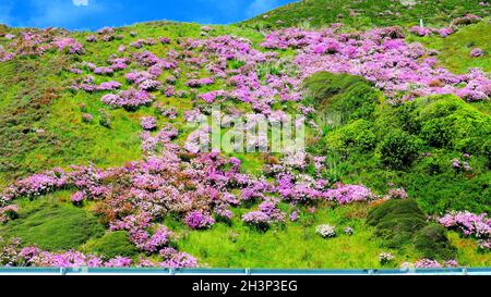 Rosa Ragwurz (Senecio glastifolius) eine südafrikanische Gänseblümchen, die im Frühjahr auf einem Hügel in Wellington (NZ) reichlich blüht Stockfoto