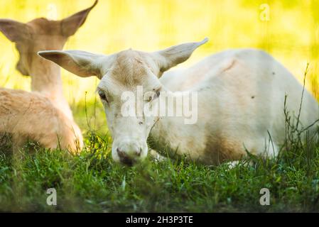 Junge Hirsche, die im Schatten auf dem Gras liegen. Wildes Tier in der Natur Stockfoto
