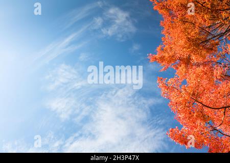 Rote Ahornbäume stechen an einem knackigen Herbsttag mit blauem bewölktem Himmel und Kopieplatz brillant hervor. Stockfoto