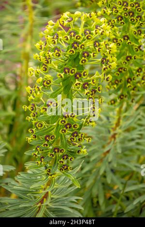 Mittelmeerspurge „Eforbia characias“ Stockfoto