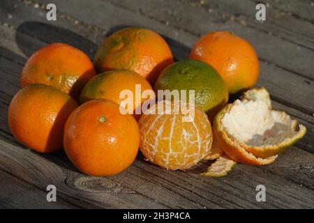 Citrus x aurantium Hernandina. Clementine, Citrus x clementina Stockfoto