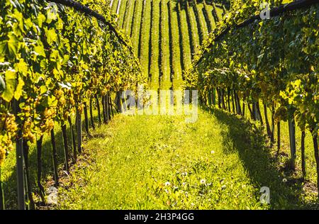 Weiße Trauben mit grünen Blättern auf der Rebe. Frische Früchte. Erntezeit Anfang Herbst. Stockfoto