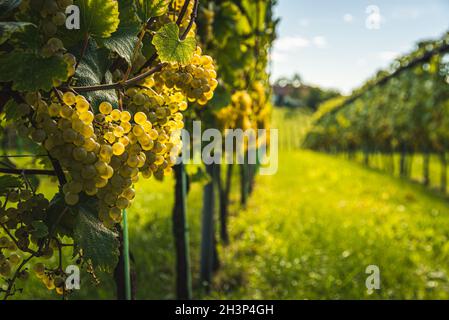 Weiße Trauben mit grünen Blättern auf der Rebe. Frische Früchte. Erntezeit Anfang Herbst. Stockfoto