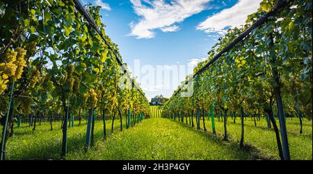 Weiße Trauben mit grünen Blättern auf der Rebe. Frische Früchte. Erntezeit Anfang Herbst. Stockfoto