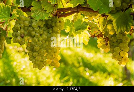 Weiße Trauben mit grünen Blättern auf der Rebe. Frische Früchte. Erntezeit Anfang Herbst. Stockfoto