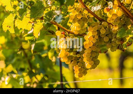 Weiße Trauben wachsen auf Reben in strahlendem Sonnenschein Licht. Stockfoto