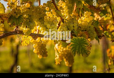 Weiße Trauben mit grünen Blättern auf der Rebe. Frische Früchte. Erntezeit Anfang Herbst. Stockfoto