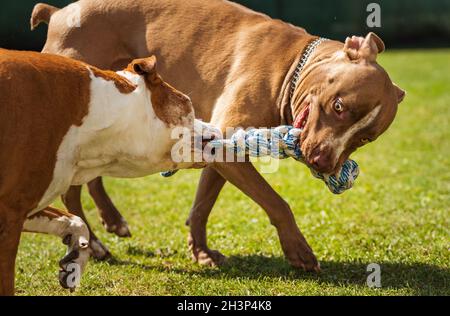 Zwei Hunde amstaff Terrier spielen Tauziehen draußen. Stockfoto