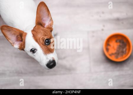 Jack russell Terrier schaut nach oben. Welpe sitzt auf Holzboden. Hund mit einer leeren Schüssel. Trauriger und hungriger Welpe. Stockfoto