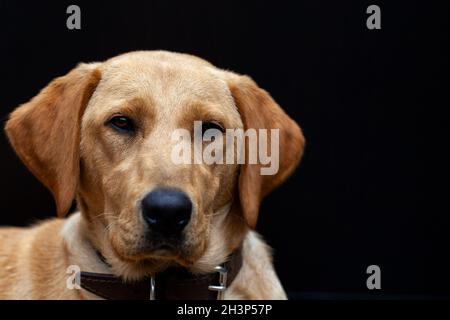 Blonde labrador Porträt Stockfoto