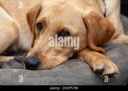 Blonde labrador Porträt Stockfoto