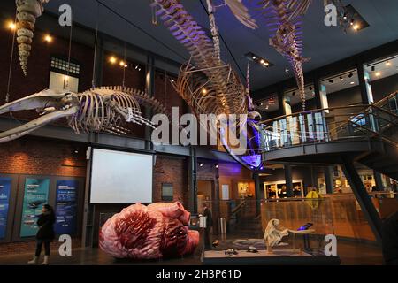 Walskelette im New Bedford Whaling Museum, New Bedford, Massachusetts. Stockfoto