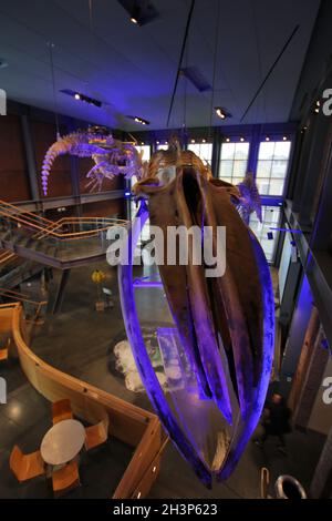 Walskelette im New Bedford Whaling Museum, New Bedford, Massachusetts. Stockfoto