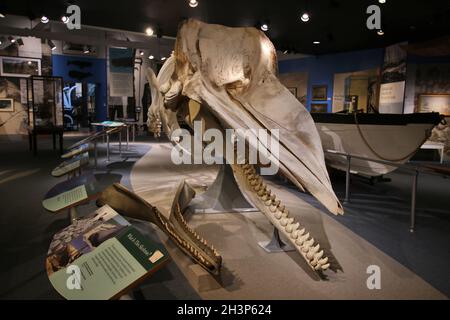 Walskelette im New Bedford Whaling Museum, New Bedford, Massachusetts. Stockfoto