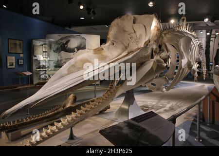 Walskelette im New Bedford Whaling Museum, New Bedford, Massachusetts. Stockfoto