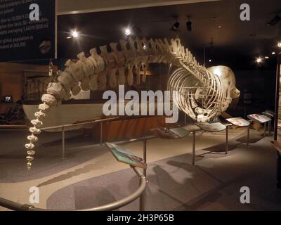 Walskelette im New Bedford Whaling Museum, New Bedford, Massachusetts. Stockfoto