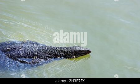 Überwachen oder Wasser Eidechse schwimmt im See. Stockfoto