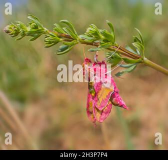 Kleiner Elefantenfalke 'Deilephila porcellus' Stockfoto