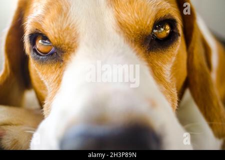 Nahaufnahme des Hundes Porträt selektiver Fokus auf die Augen Stockfoto