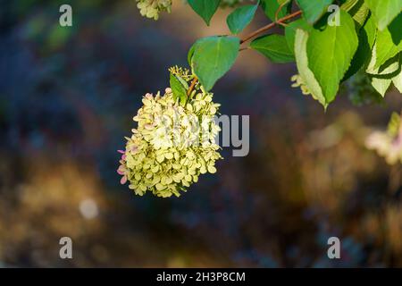 Hortensien blühen auf einem verschwommenen Hintergrund. Stockfoto
