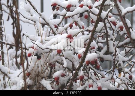 Rosa canina, Hunderose, Schnee Stockfoto