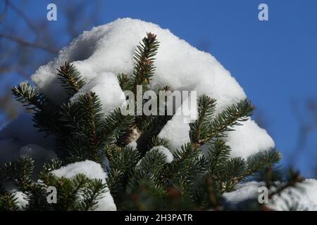 Abies nordmanniana, kaukasische Tanne, im Winter Stockfoto