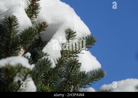 Abies nordmanniana, kaukasische Tanne, im Winter Stockfoto