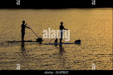 Zwei Paddelboarder und ein kleiner Hund in Silhouette bei Sonnenuntergang. Speicherplatz kopieren. Long Island, New York. Stockfoto