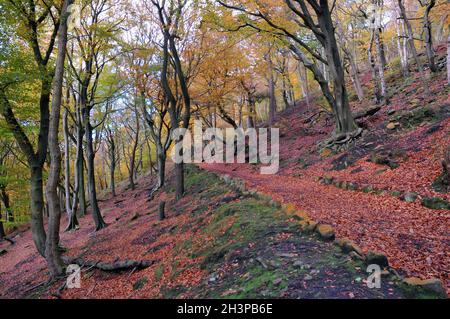 Sonnenbeschienenen Fußweg neben moosbewachsenen Steinen im Herbstwald mit orangefarbenen und goldenen Blättern gegen dunkle Bäume im colden va Stockfoto