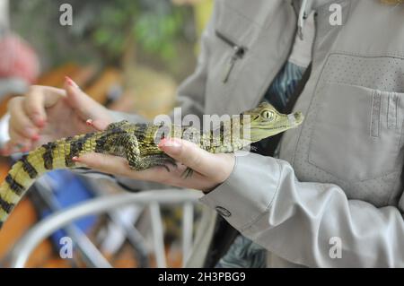 Ein kleines Krokodil in den Händen eines Kindes. Stockfoto