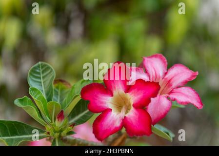 Die Nahaufnahme der Wüstenrose (Adenium obesum) ist eine wunderschöne Blume mit weißer Farbe im inneren Bereich und rosa an ihren Enden. Blume weit kultiviert und Stockfoto