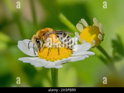 Gipsbienen „Colletes spec.“ Stockfoto