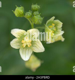 Rotfruchtryony „Bryonia dioica“ Stockfoto