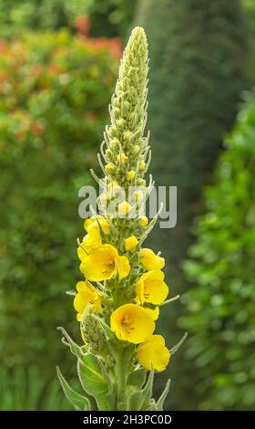 Dicht blühende Königskerze 'Verbascum densiflorum' Stockfoto