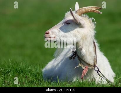 Ziege auf der Wiese Stockfoto