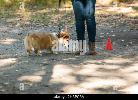 Corgi Welpenportrait im Park. Witziger, niedlicher Hund beim Gehen, beim Training. Der Besitzer lehrt einen Hund, Befehle zu machen, wie sitzen, bleiben, Stockfoto