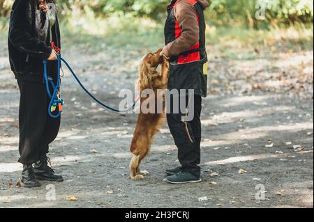 Frau, die mit einem roten Spaniel-Hund im Park läuft. Englischer Spaniel beim Training mit seinem Besitzer im Freien. Stockfoto