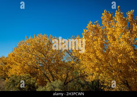 Verbrannte orangefarbene Blätter im Kontrast zu einem tiefblauen Himmel Stockfoto