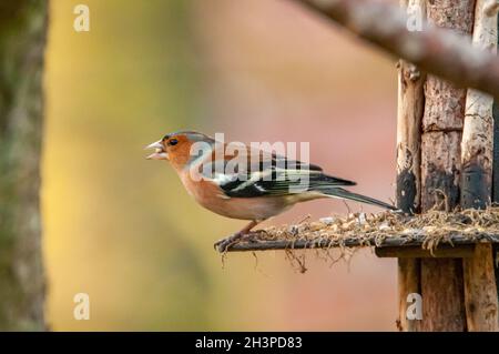 Buchfink Stockfoto