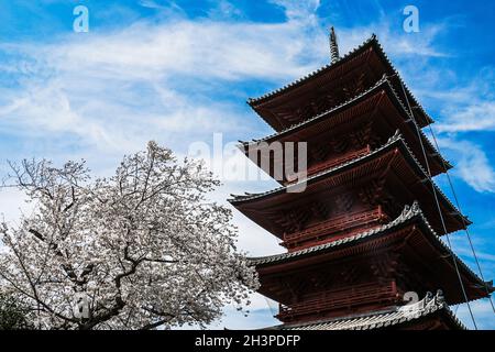 Volle Blüte des Kirschbaums und der fünfstöckigen Pagode Stockfoto