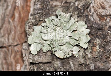 Gewöhnlicher Grünschild Lichen (Flavoparmelia caperata), der auf einer Kiefer wächst. Zusammengesetzte Organismen, die nicht mit Pflanzen in Verbindung stehen, die weltweit vorkommen. Stockfoto