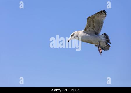 Jungtiere Heringsmöwe fliegen über den Fluss. Verschneite Flussufer im Hintergrund. Winter Wildtiere ima Stockfoto