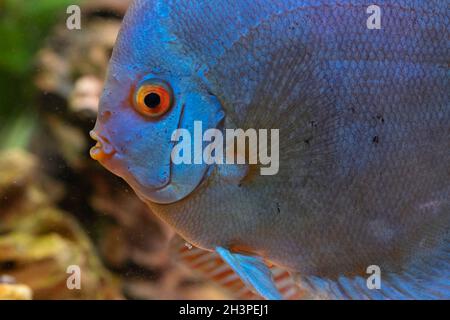 Blauer Fisch aus dem Stachelschwein Symphysodon Discus im Aquarium. Süßwasseraquarien Konzept Stockfoto