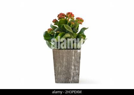 Kalanchoe Anlage in Holzkiste isoliert Stockfoto