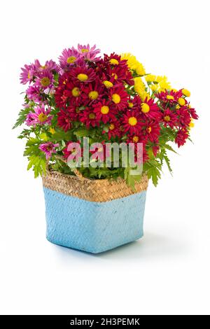 Bunte Chrysantheme im Blumenkorb Stockfoto